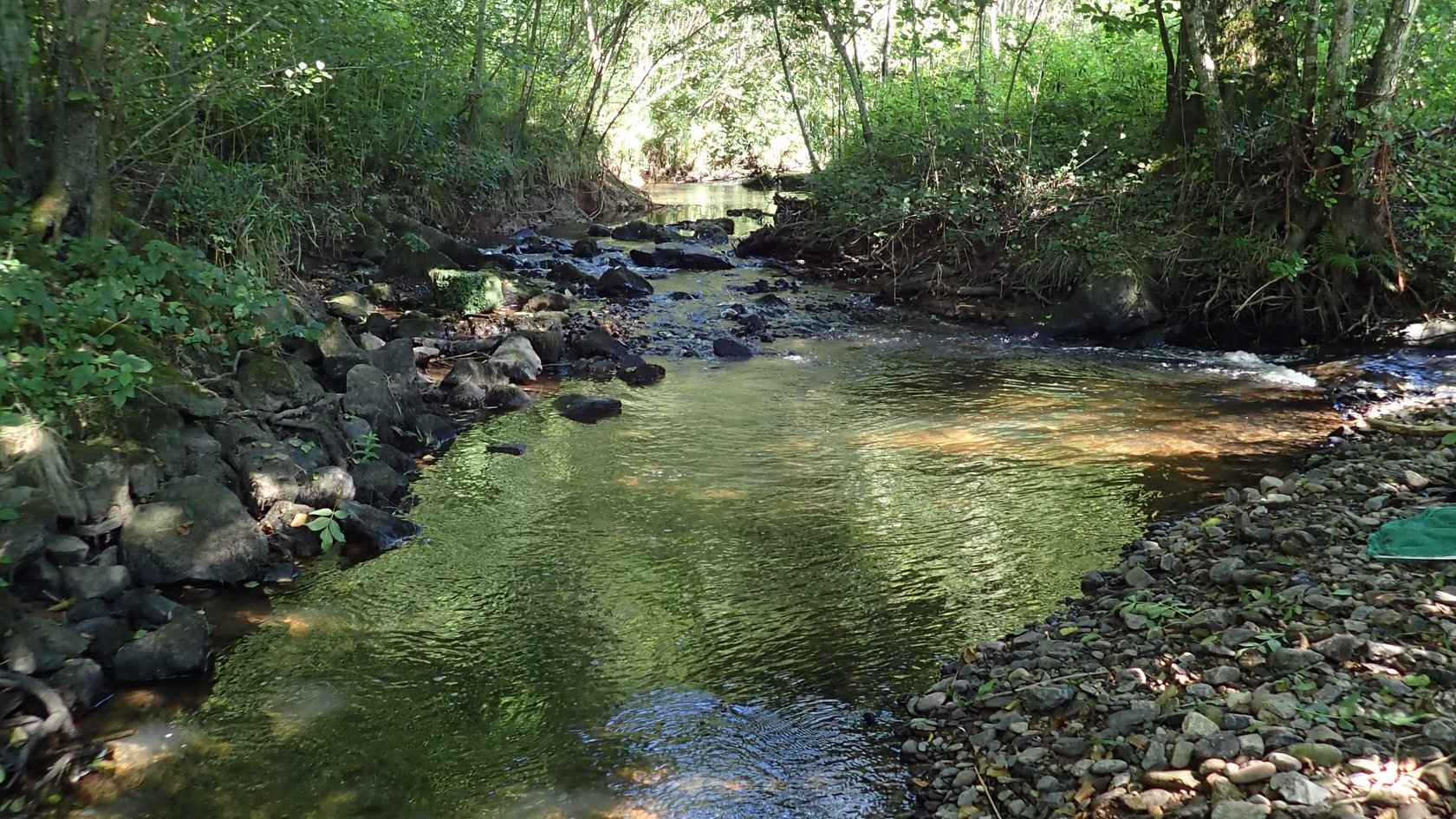 Der Brettenbach bietet dem seltenen Dohlenkrebs einen idealen Lebensraum