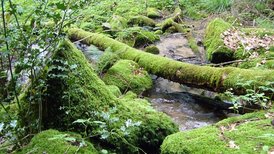 Landschaft bei Gersbach