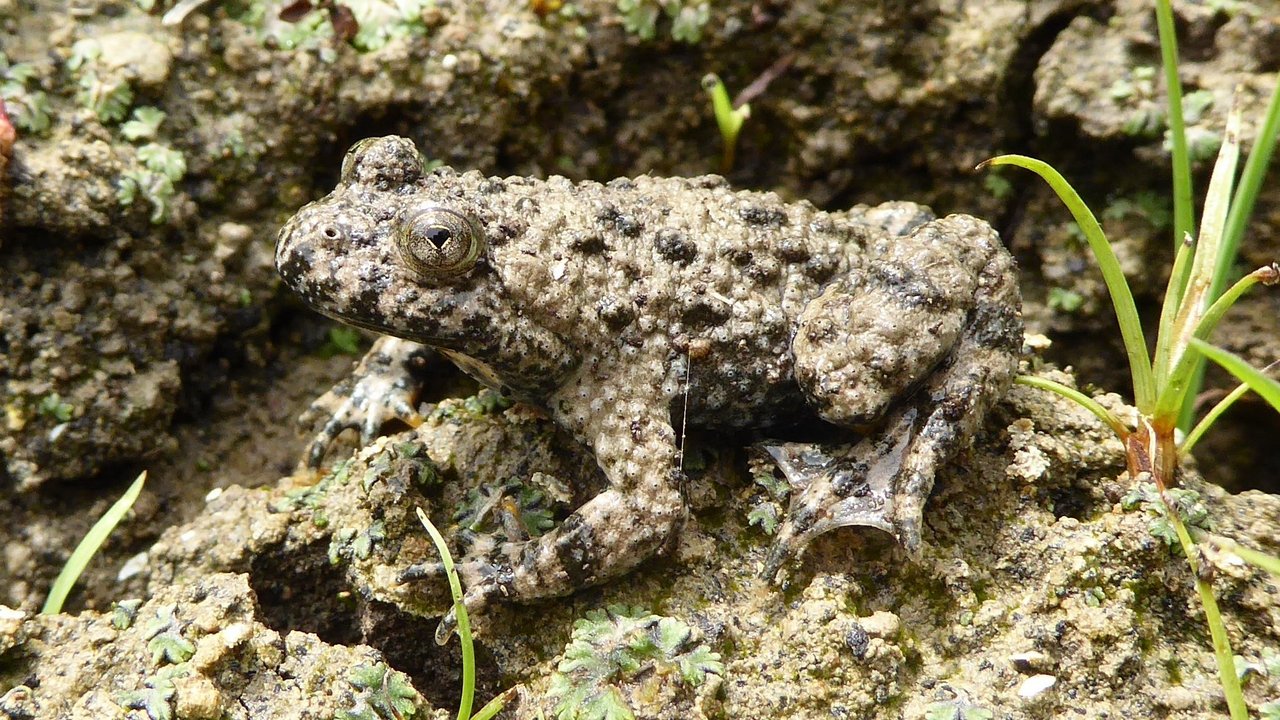 Gelbbauchunke Gelbbauchunke