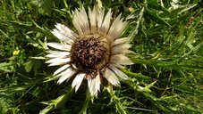 Eine Blume 
