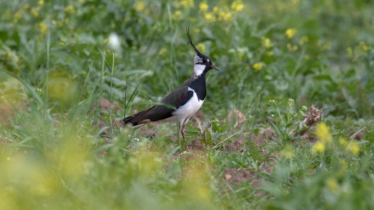 Schwarz weißer Kiebitz stolziert im Gras