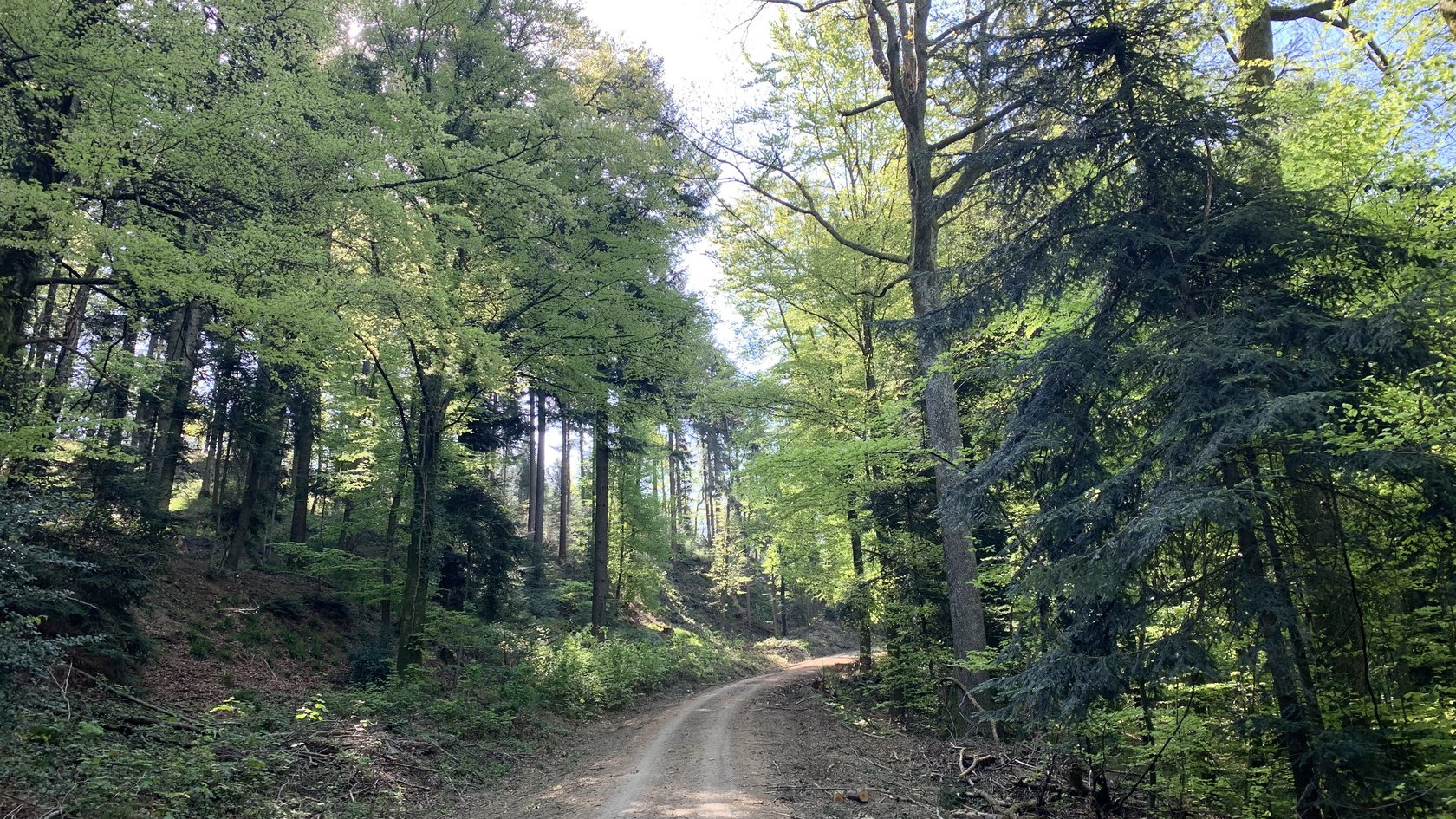 Schattiger Waldweg