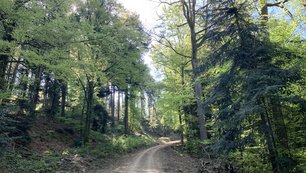 Schattiger Waldweg