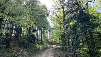 Schattiger Waldweg