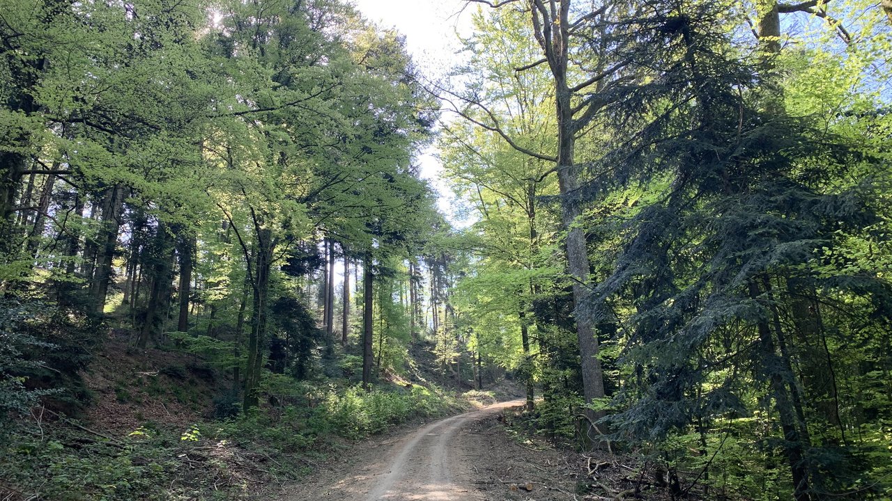 Waldpolitik Schattiger Waldweg