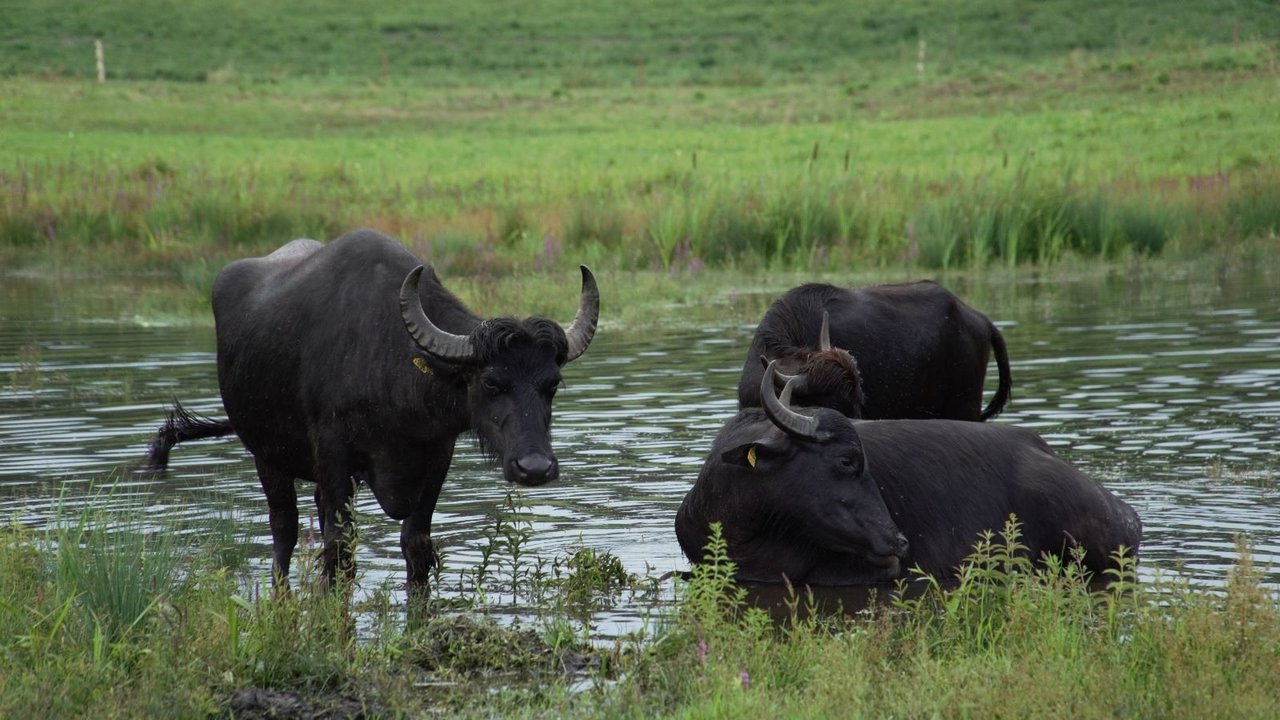 Drei Wasserbüffel an einer Wasserstelle umgeben von grüßnen Wiesen