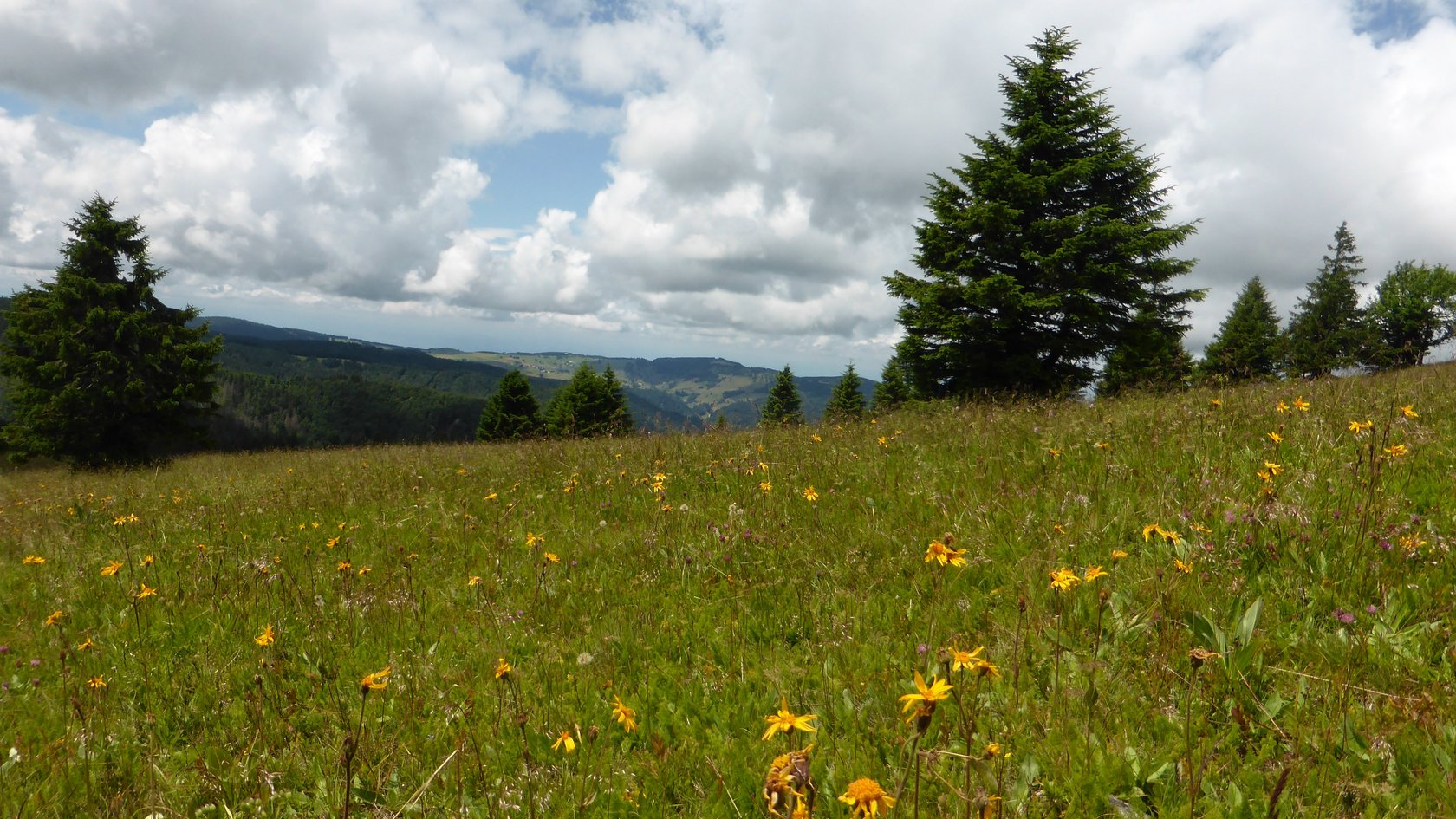 Arnikablüten auf dem ausgedehnten Bortstgrasrasen