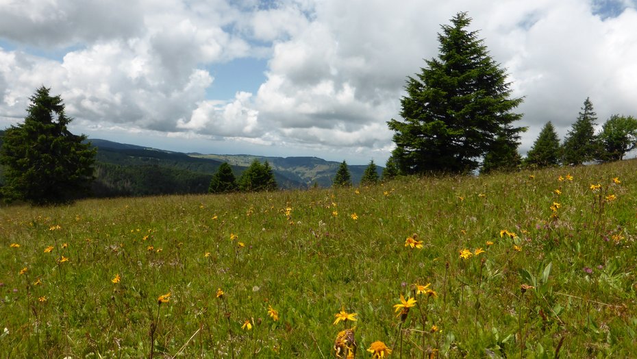Arnikablüten auf dem ausgedehnten Bortstgrasrasen Arnikablüten auf dem ausgedehnten Bortstgrasrasen