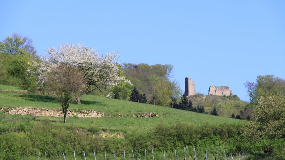 Schönberg mit Schwarzwaldhängen Die Schneeburg, davor Halbtrockenrasen mit Trockenmauern