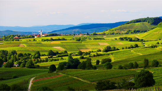 Blick ins Margräflerland