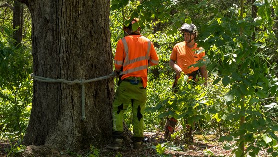 Zwei Männer stehen unten an einem Baum mit einem Seil
