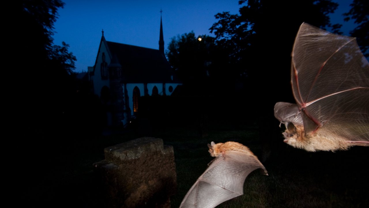 Wimpernfledermaus in Lahr