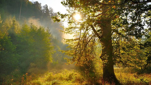 Baum im Wald