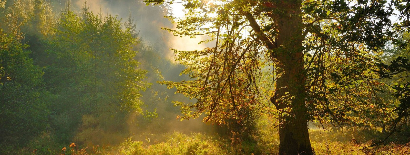 Baum im Wald