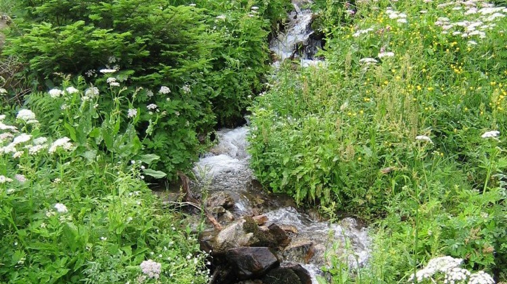 Fließender Bach durch Wiesenlandschaft