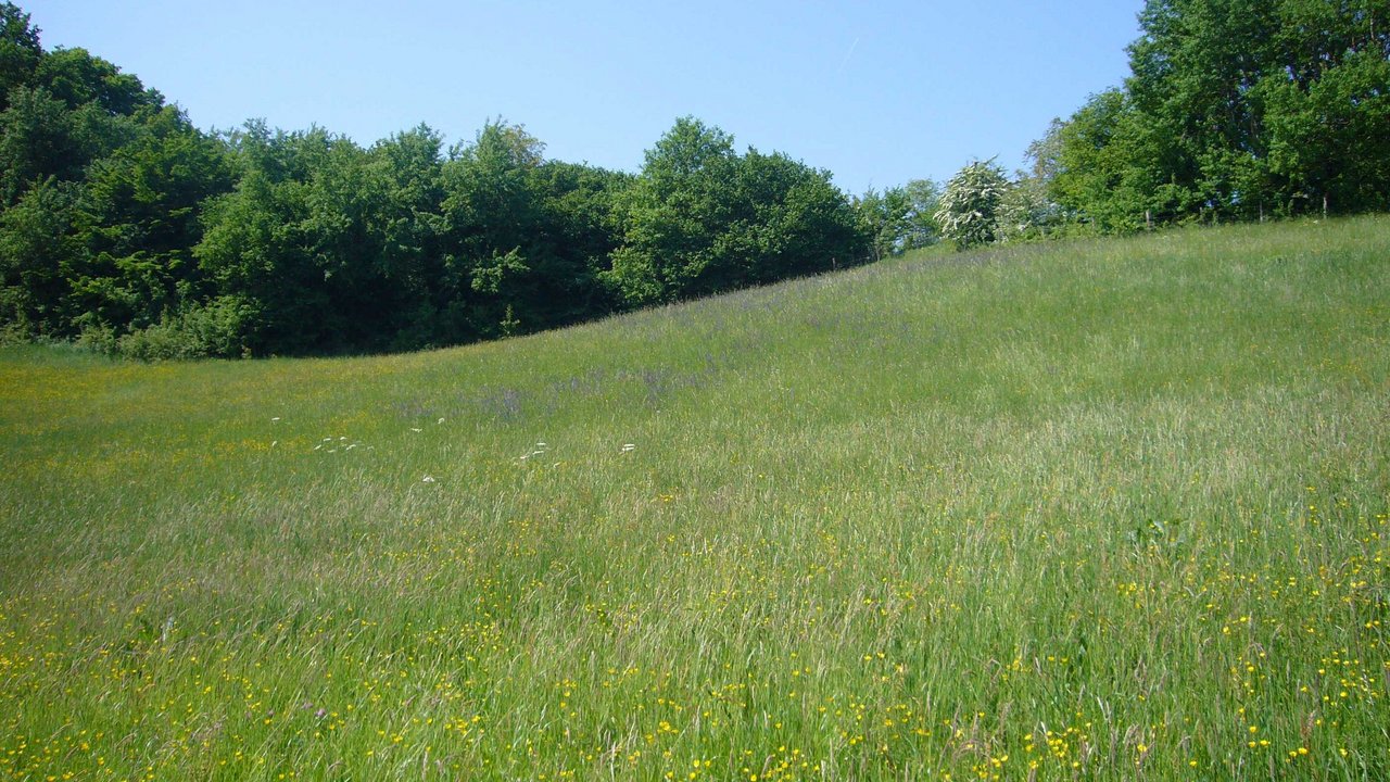 Wälder, Wiesen und Feuchtgebiete bei Jestetten Wiese