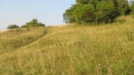 Tüllinger Berg Magerrasen am Spitzacker