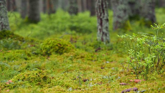 Fichtenbestand mit niederem Bodenbewuchs