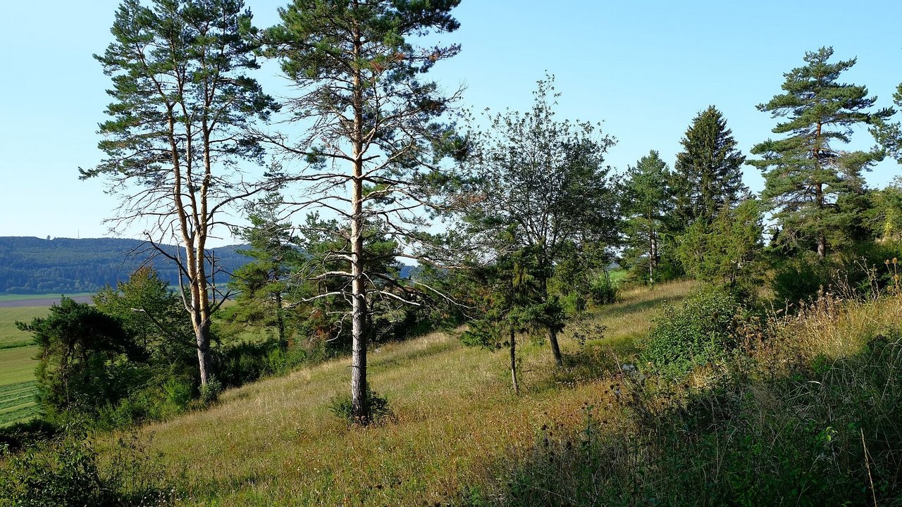 Wacholderheiden sowie die Orchideenarten Korallenwurz und Sumpfstendelwurz sind Besonderheiten im geplanten Naturschutzgebiet am Lupfen.