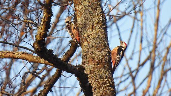 Zwei Mittelspechte an einem Baumstamm