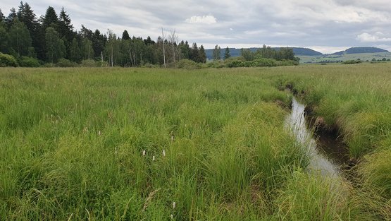 Grüne Wiese Birkenried-Mittelmess mit Bächle