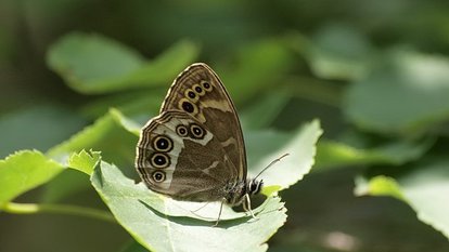 Schmetterling auf einem Blatt