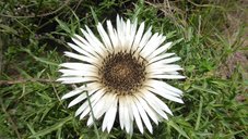 Silberdistel