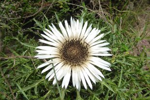 Silberdistel Silberdistel