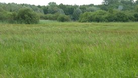 Feuchtwiese NSG Waldmatten