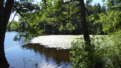 Blick auf den Schlüchtsee mit Schwimmblatt-Vegetation