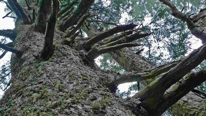 Blick in eine Tannenkrone