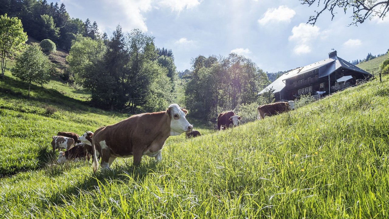 Hinterwälder Kuh