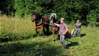 Mahd in der Wutachschlucht Wutachschlucht mit Pferden