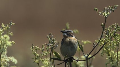 Braunkehlchen auf einem Ast