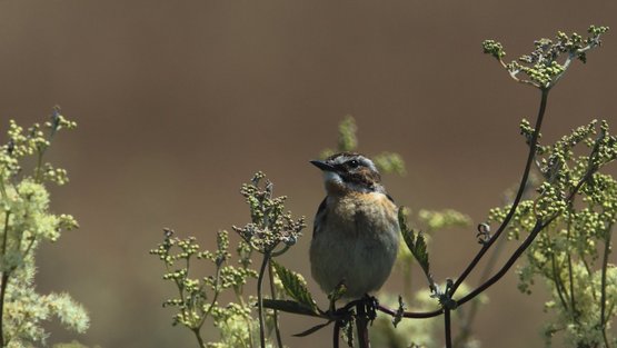 Braunkehlchen auf einem Ast