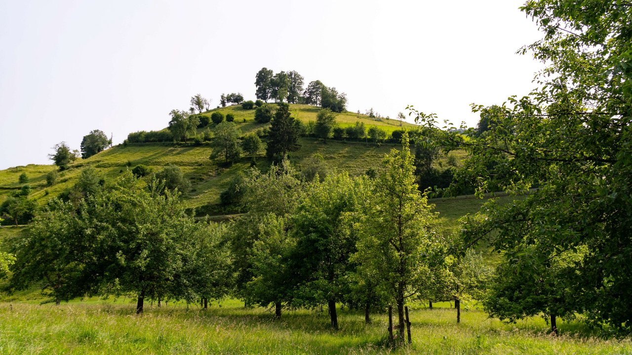 Regionale Obstsorten sind optimal an die Bedingungen im Biosphärengebiet angepasst