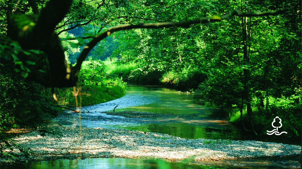 Blick auf einen Bach im Wald