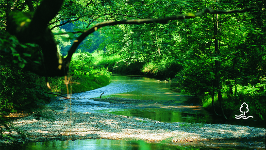 Blick auf einen Bach im Wald