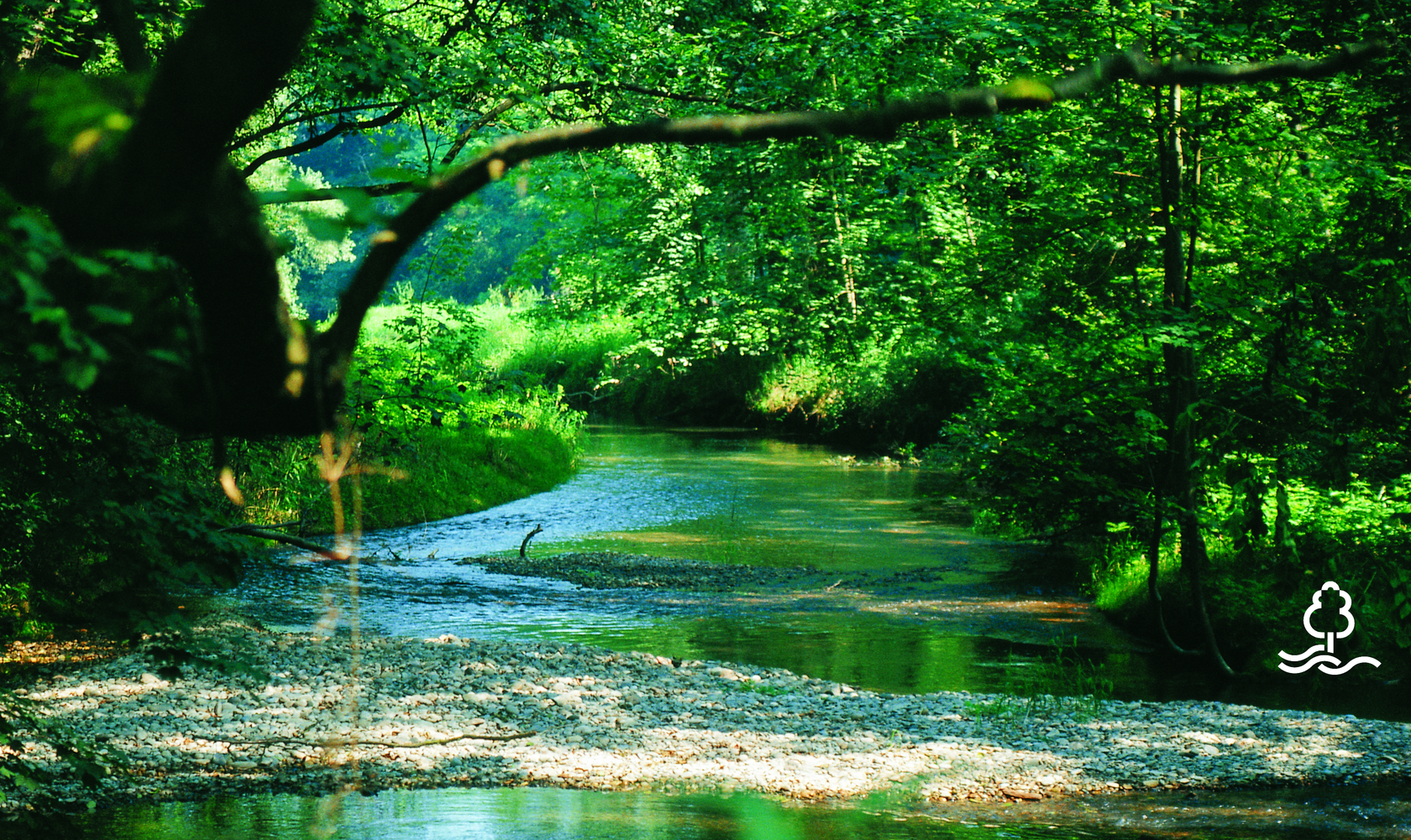 Blick auf einen Bach im Wald