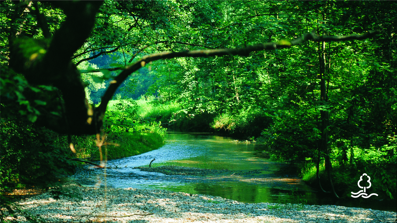 Blick auf einen Bach im Wald