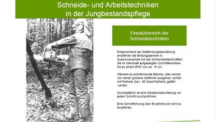 Deckblatt-Merkblatt-Jungbestandspflege Absägen eines dünnen Baumes