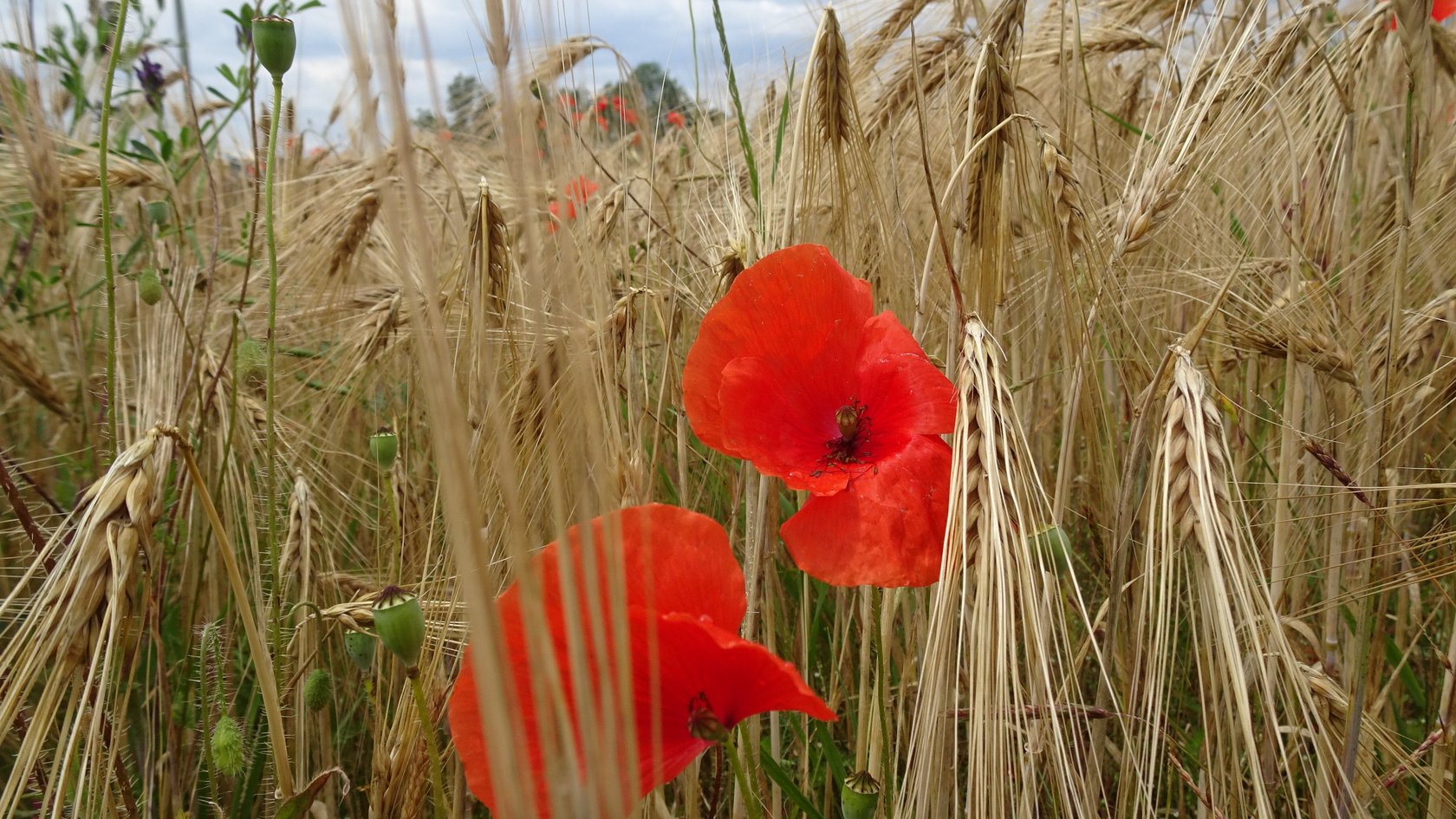 Klatschmohn im Getreide
