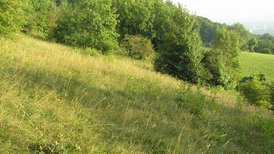 Tüllinger Berg Magerrasen am Sonnenberg