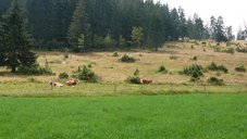 Blasiwald und Unterkrummen Kühe auf der Wiese im Blasiwald