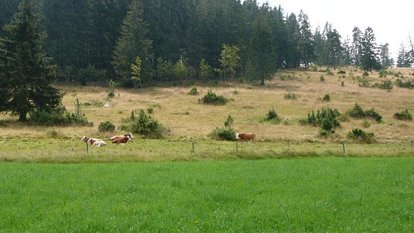 Kühe auf der Wiese im Blasiwald