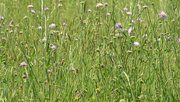 Natur bei Oppenau
