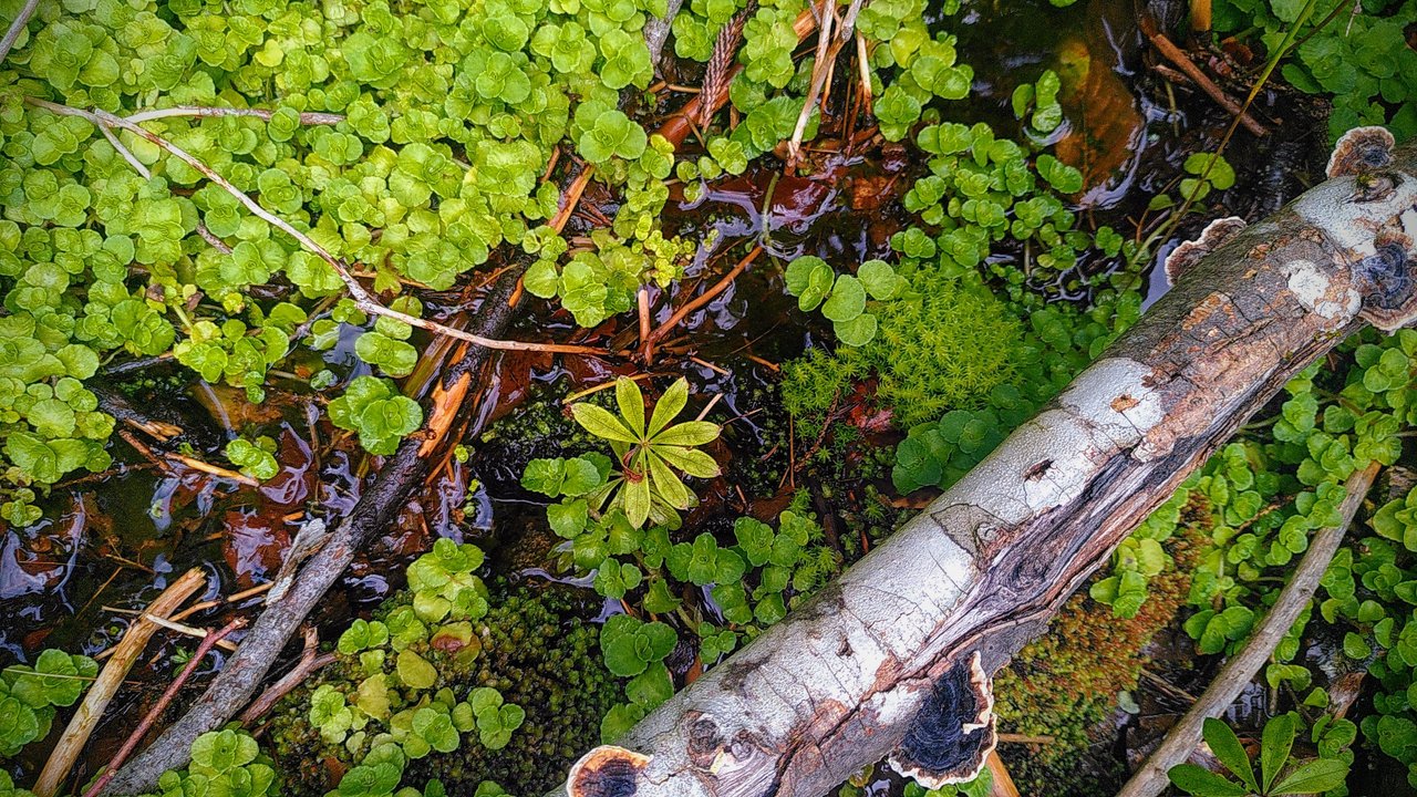Quelle im Biosphärengebiet Schwarzwald