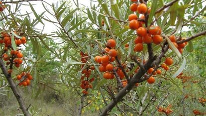 Sandorn mit roten Beeren