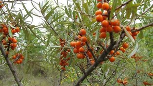 Sandorn mit roten Beeren