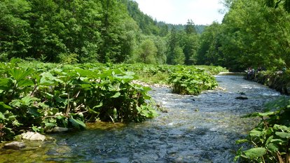 Pestwurz-Hochstaudenflur an der Wutach